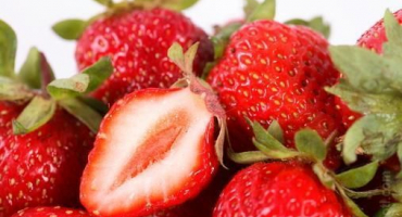 Popis a charakteristika jahod odrůdy albion, pěstování a péče